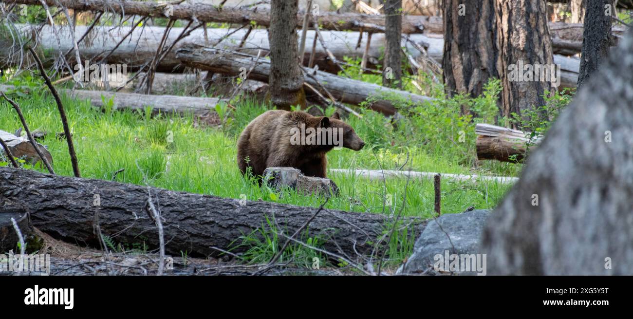 Orso selvatico nel parco nazionale di Yosemite, California, Stati Uniti Foto Stock