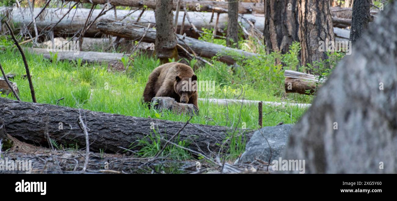 Orso selvatico nel parco nazionale di Yosemite, California, Stati Uniti Foto Stock