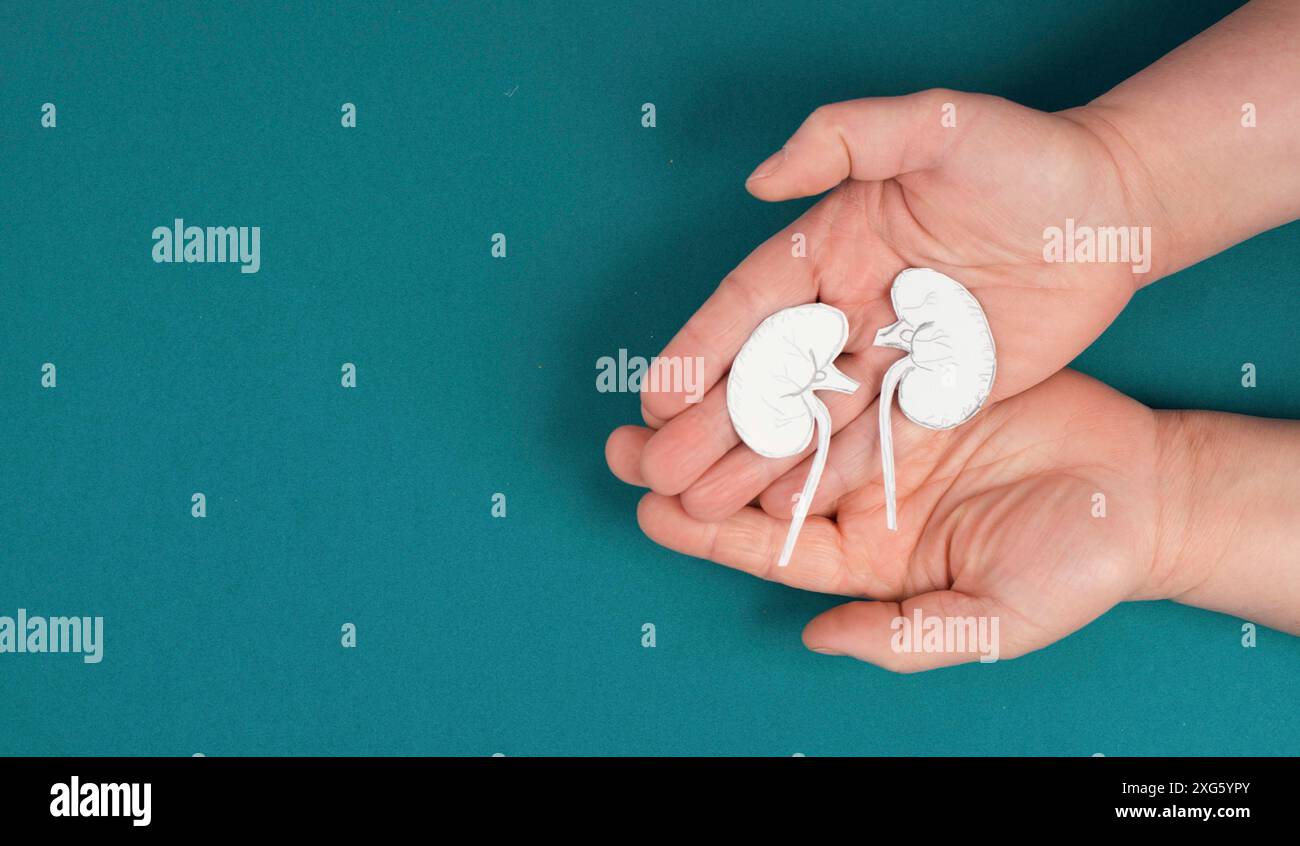 Mani che tengono un rene, carta tagliata, giornata mondiale dei reni, problemi di salute, trapianto di organi, problema medico Foto Stock