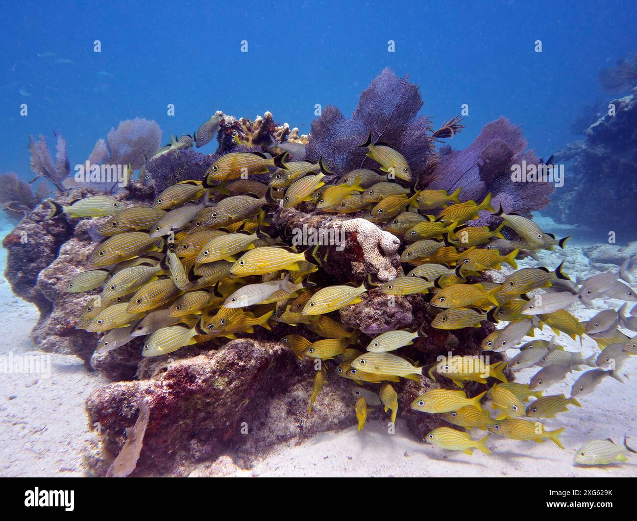 Branco di pesci gialli, grunt bluestriped (Haemulon sciurus), che si radunano intorno ai coralli. Sito per immersioni John Pennekamp Coral Reef State Park, Key largo Foto Stock