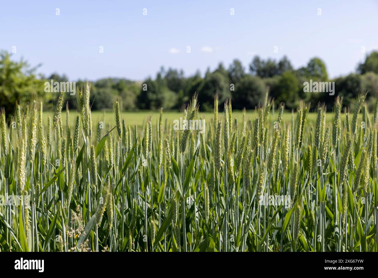 agricoltura in estate con un sacco di cereali verdi, cereali non maturi in estate Foto Stock