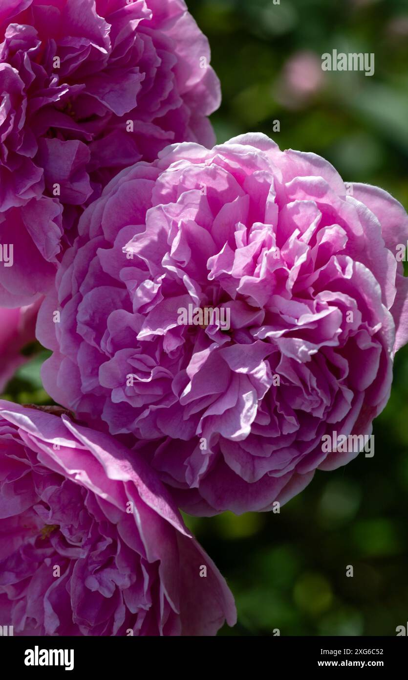 Primo piano di fiori di Rosa 'Harlow Carr' in un giardino all'inizio dell'estate Foto Stock