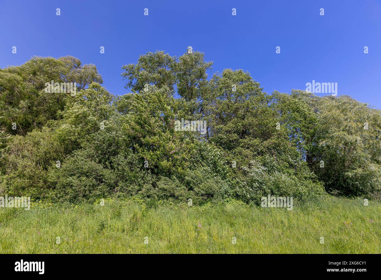 Alberi nella foresta con il vento in primavera, alberi decidui con il vento in fogliame ondeggiante Foto Stock