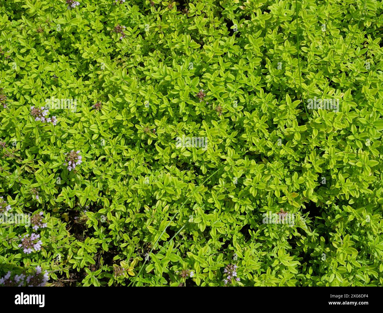 area verde con timo dorato. Questa scena testurizzata è perfetta come sfondo per disegni naturali ed estetici. Foto Stock