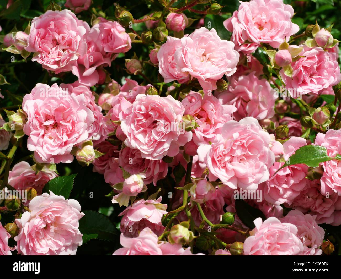 Foto di magnifici petali di rosa di una rosa arbustiva in piena fioritura. Un vivace gioco di colori pieno di eleganza e bellezza naturale. Foto Stock