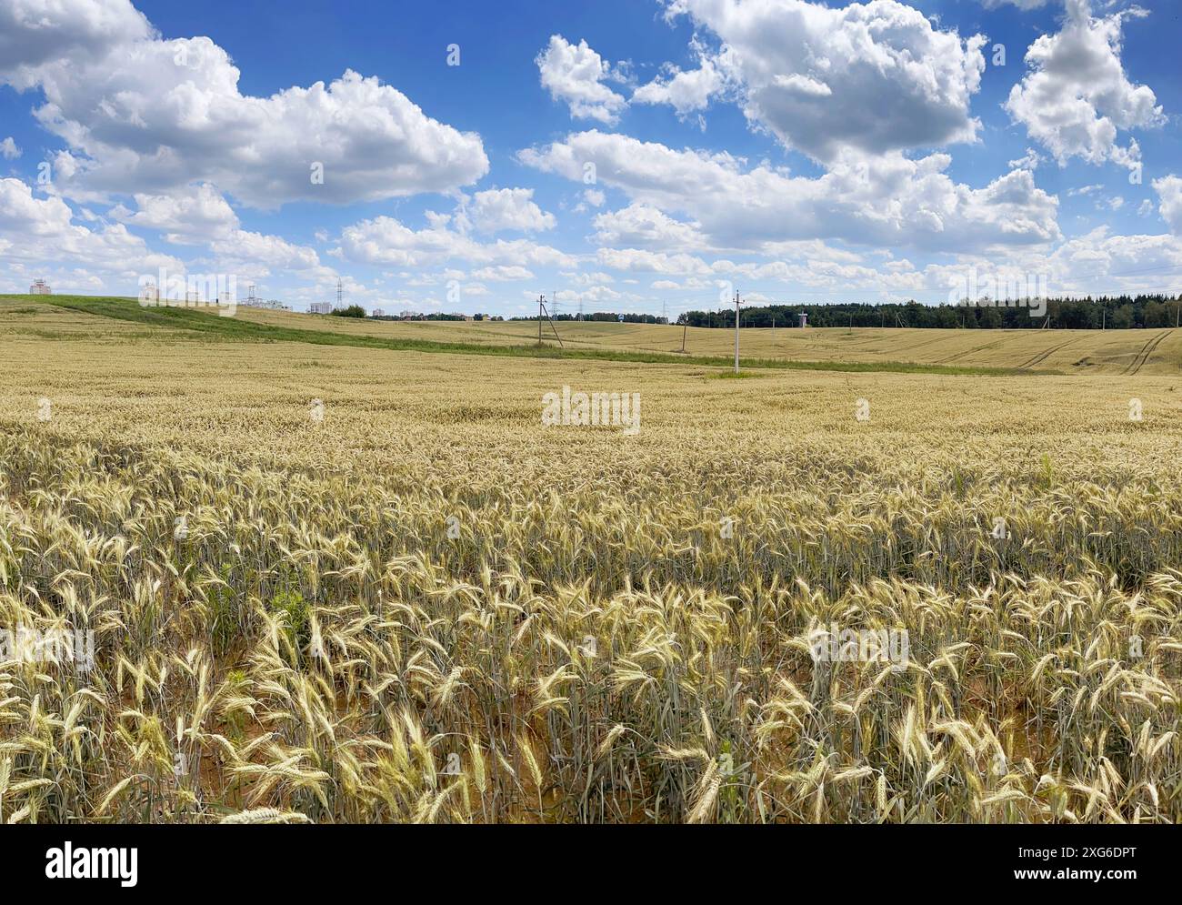 Panorama del campo di grano e delle nuvole nel cielo nelle soleggiate giornate estive. Natura e raccolto. Foto Stock