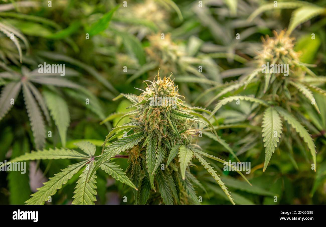 trichomi in polline del ramo superiore i cristalli di marihuana della pianta di cannabis fioriscono sui campi Foto Stock