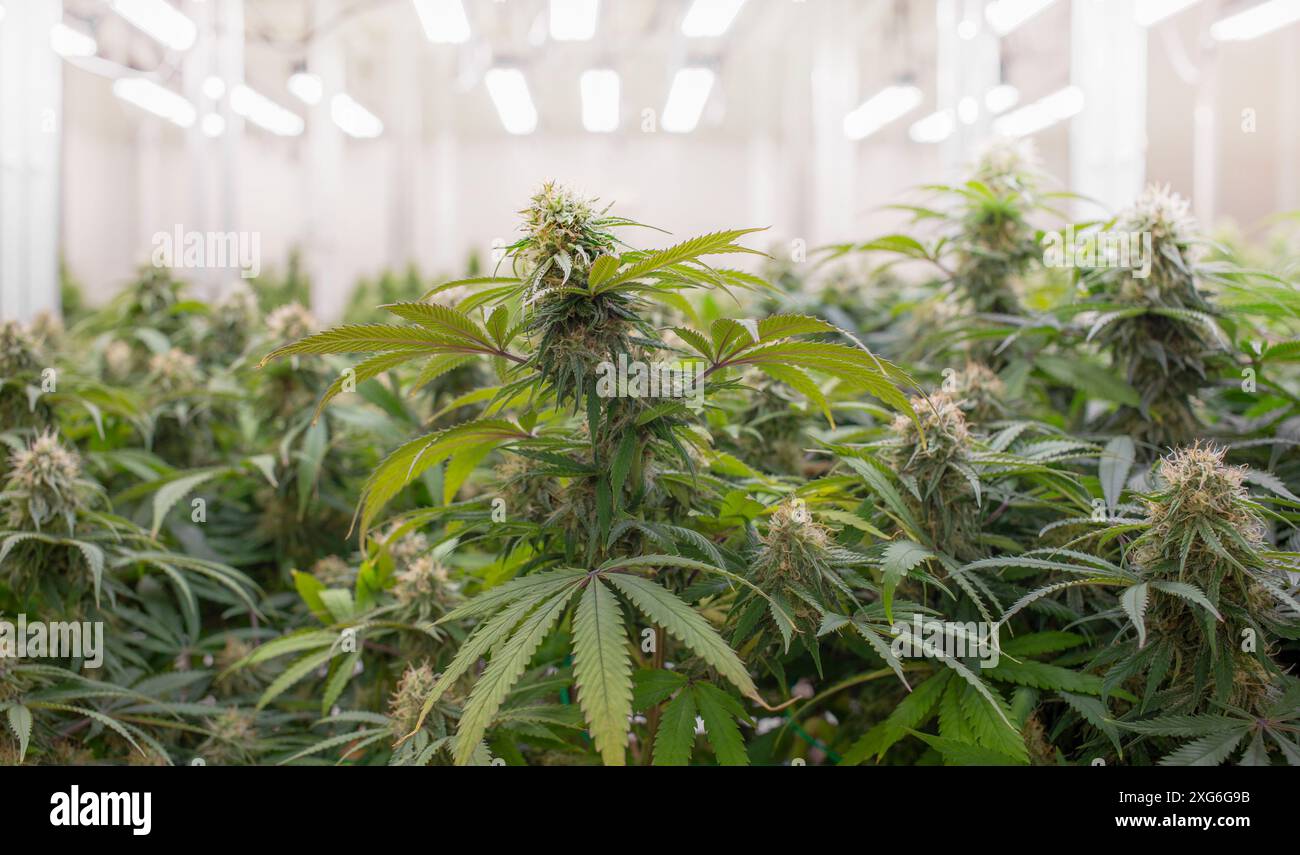 cannabis marijuana piantare in stretta stretta attività di controllo per l'agricoltura delle erbe per fare medicina Foto Stock