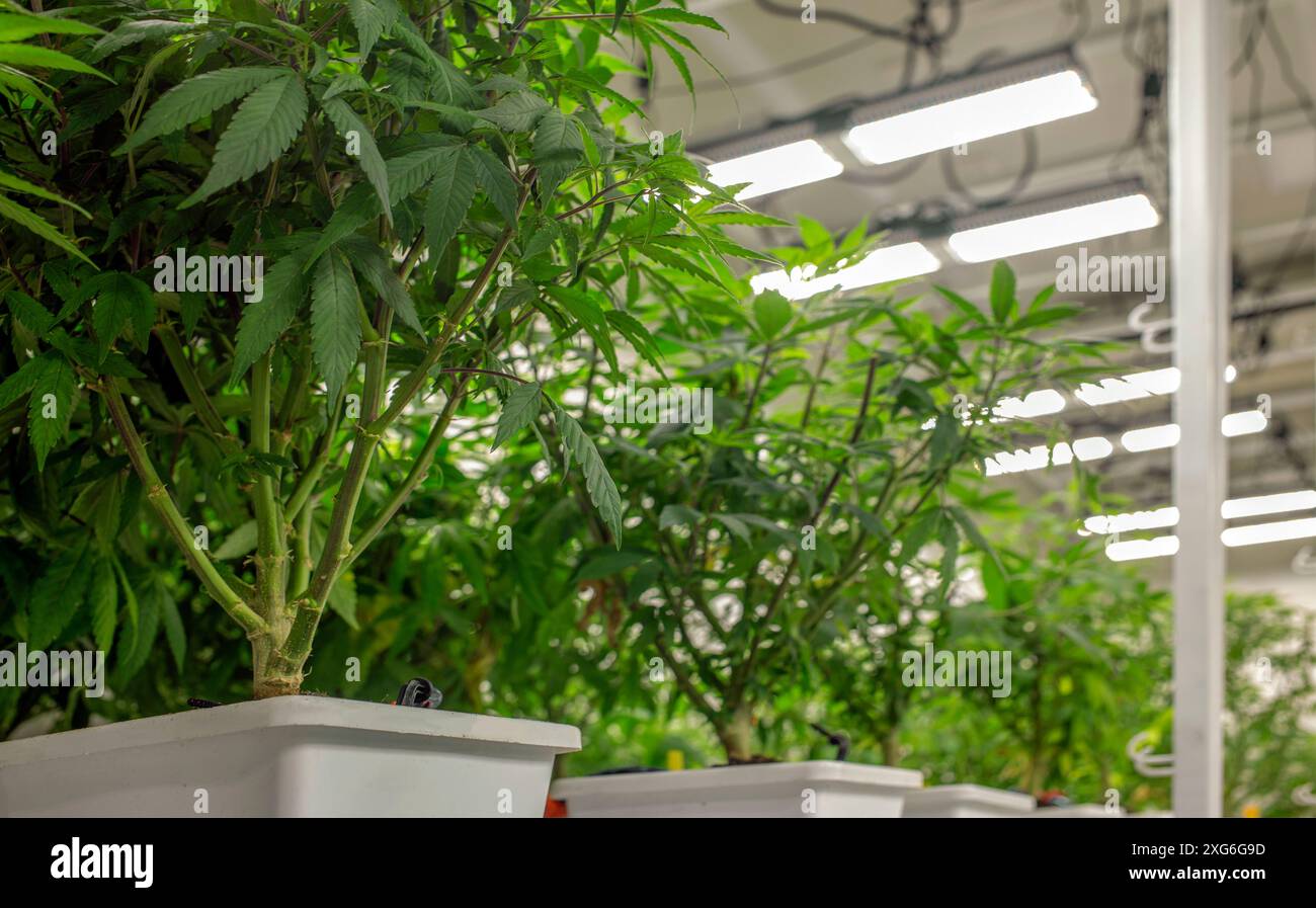 Piantagione di marijuana altamente controllata in laboratori scientifici, con controllo preciso della temperatura e gestione dei gas per la produzione di THC e CBD ad alta produttività Foto Stock