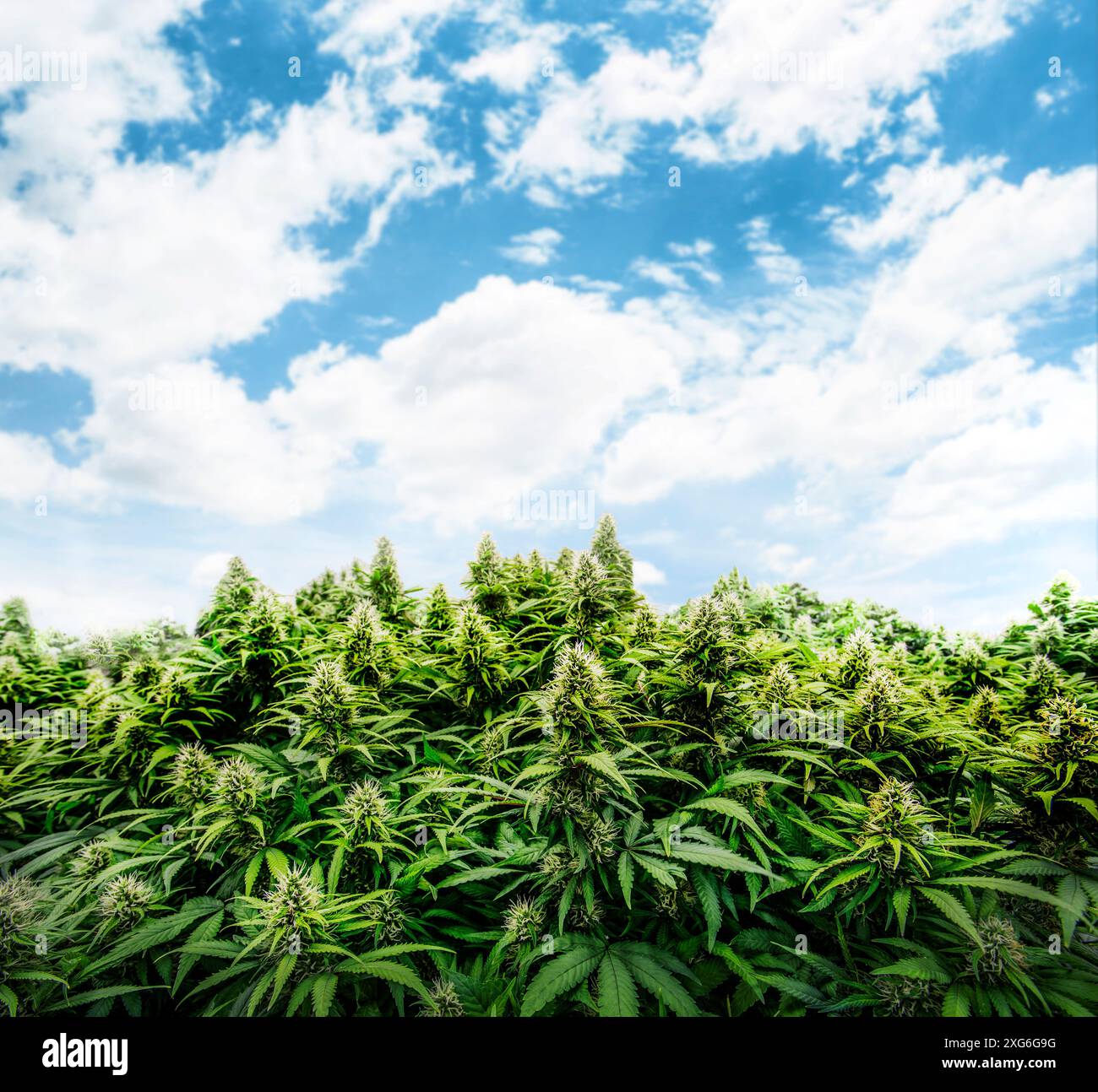 Cannabis marijuana scienza agricoltura all'aperto per increse THC, CBD chimica sul fiore di cannabis. Ambiente all'aperto di cannabis per l'industria medica. Foto Stock