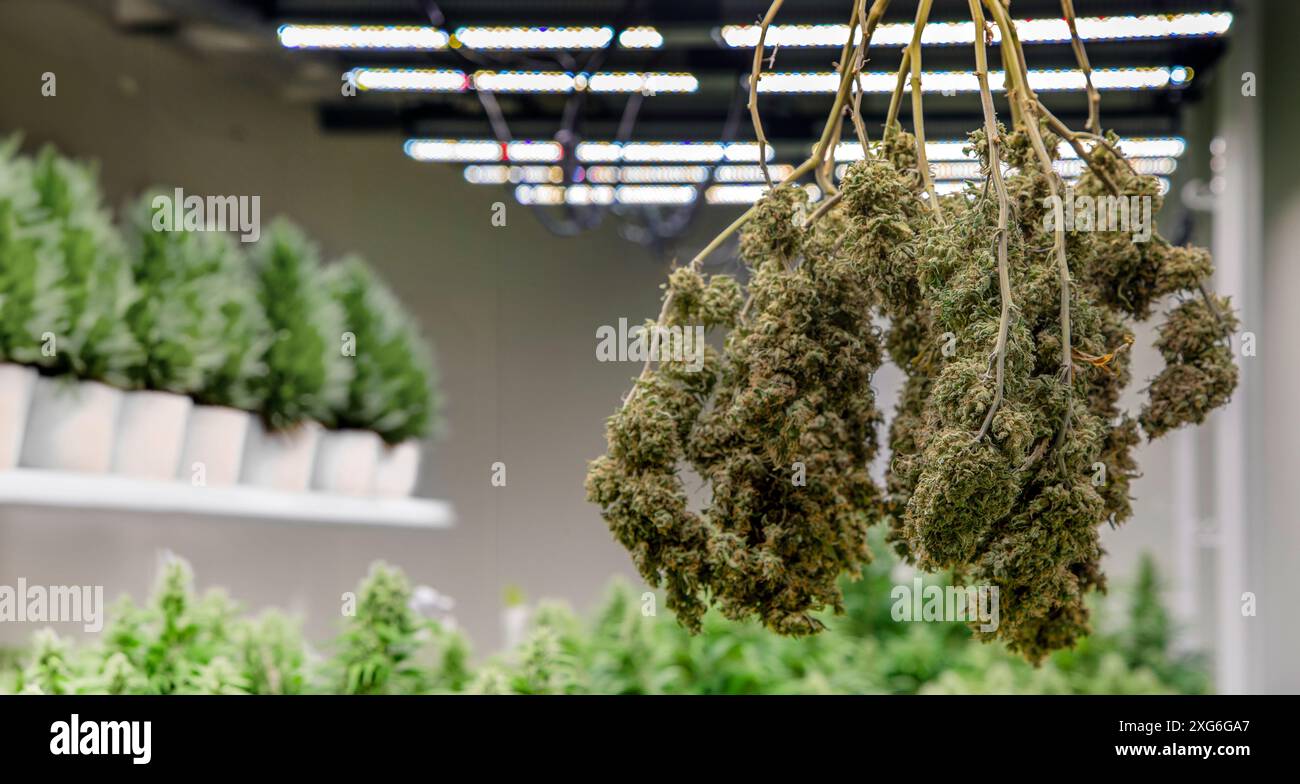 Cannabis secca per cannabis commerciale e medica. Coltivazione di cannabis medica o ricreativa da THC e CBD in Indicas Sativas dalla canna Foto Stock