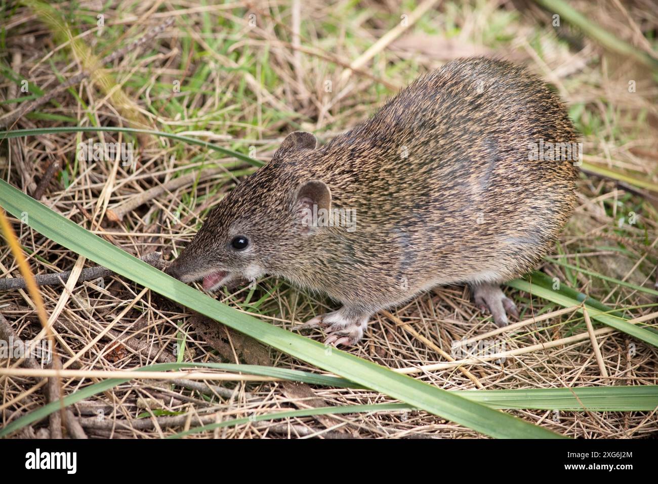 I Southern Brown Bandicoots hanno circa le dimensioni di un coniglio, e hanno un muso appuntito, la schiena imbottita, la coda sottile e grandi zampe posteriori Foto Stock