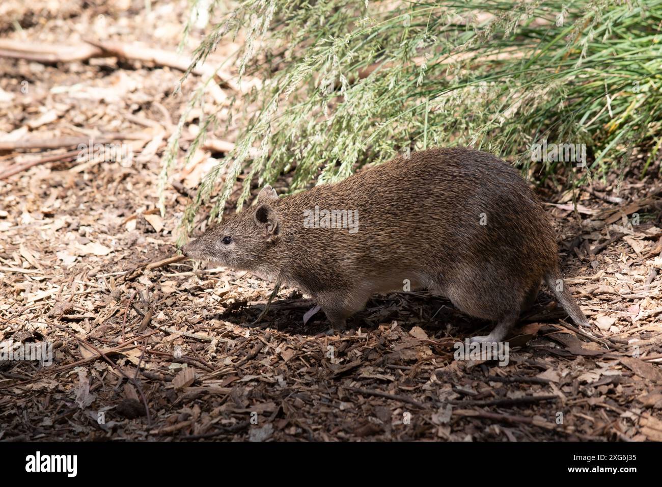 I bandicoot hanno le dimensioni di un topo e hanno un muso appuntito, una schiena imbottita, una coda sottile e grandi zampe posteriori Foto Stock