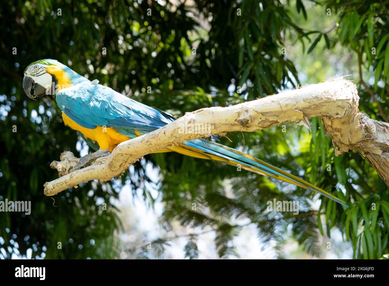 Il Macaw blu e oro ha le piume posteriori e superiori del blu e il macaw oro sono blu brillante; il lato inferiore della coda è giallo oliva. Foto Stock