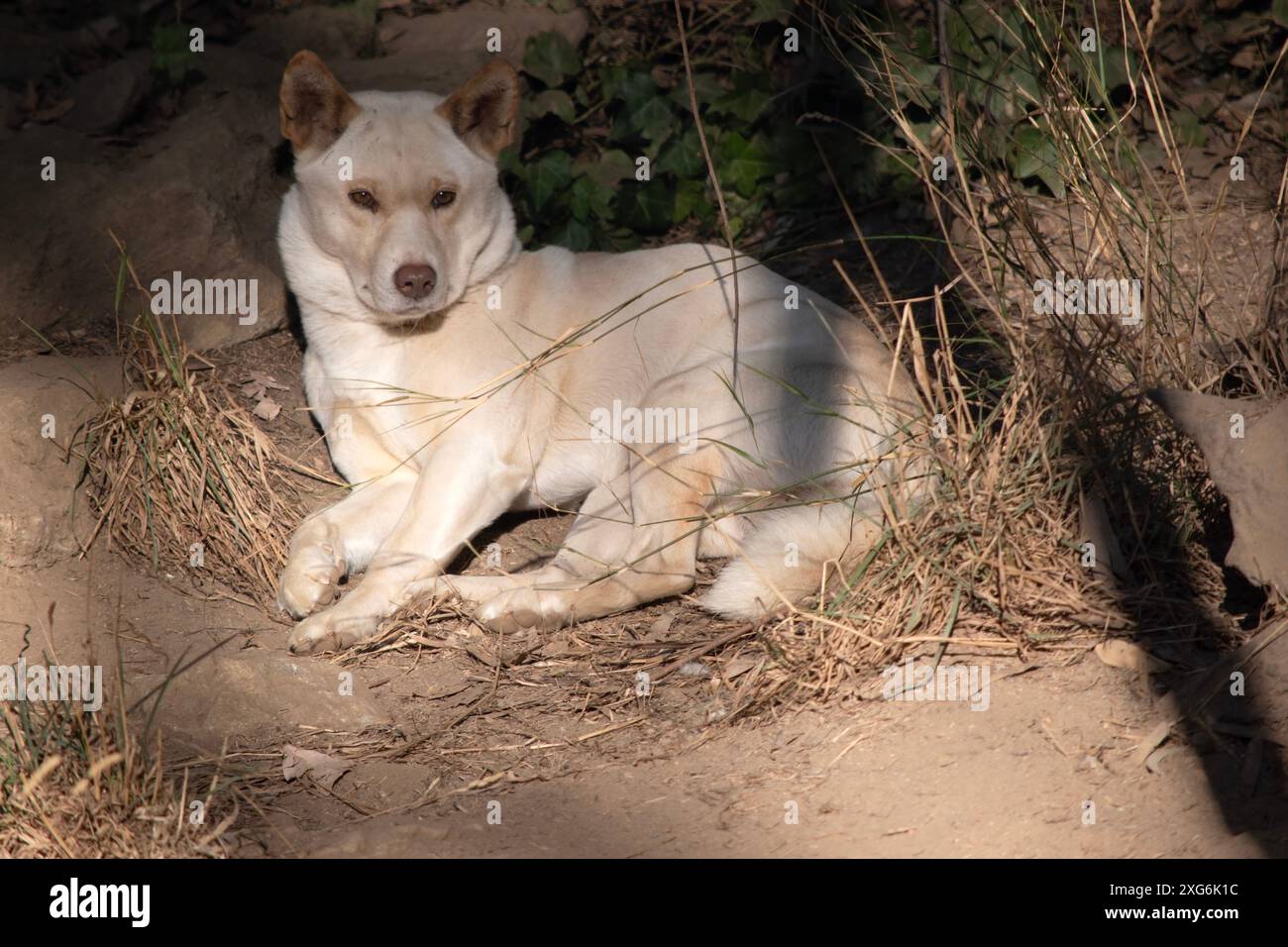 I dingo di solito hanno un cappotto di zenzero e la maggior parte hanno segni bianchi sui piedi, sulla punta della coda e sul petto. Foto Stock