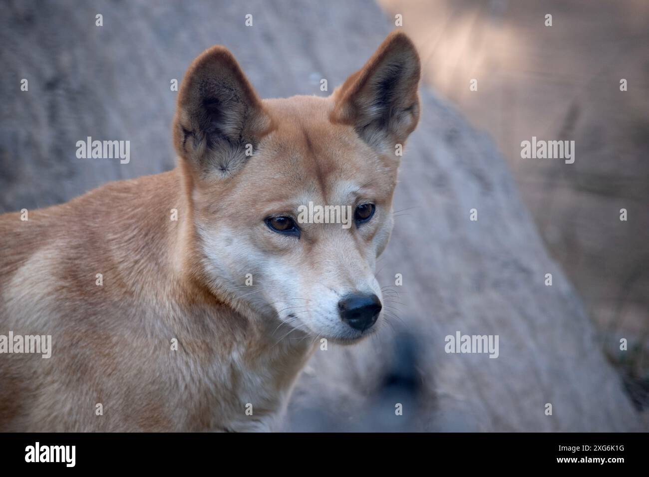 I dingo di solito hanno un cappotto di zenzero e la maggior parte hanno segni bianchi sui piedi, sulla punta della coda e sul petto. Foto Stock