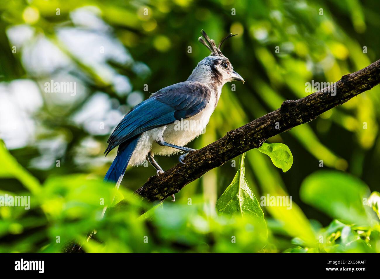 Magpie-jay (Calocitta formosa) alla luce dell'alba a Punta Islita, Guanacaste, Costa Rica Foto Stock