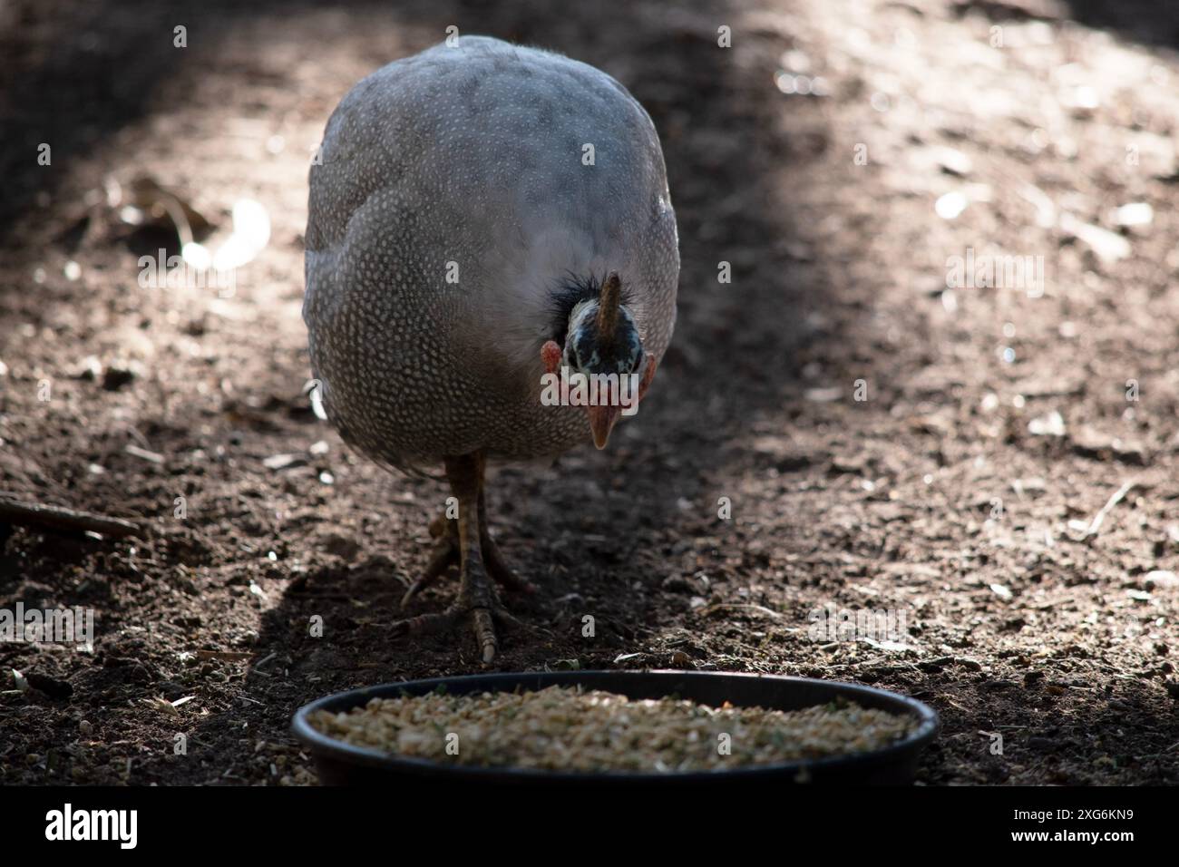 Il pollo della Guinea con casco è grigio-nero macchiato di bianco. Foto Stock