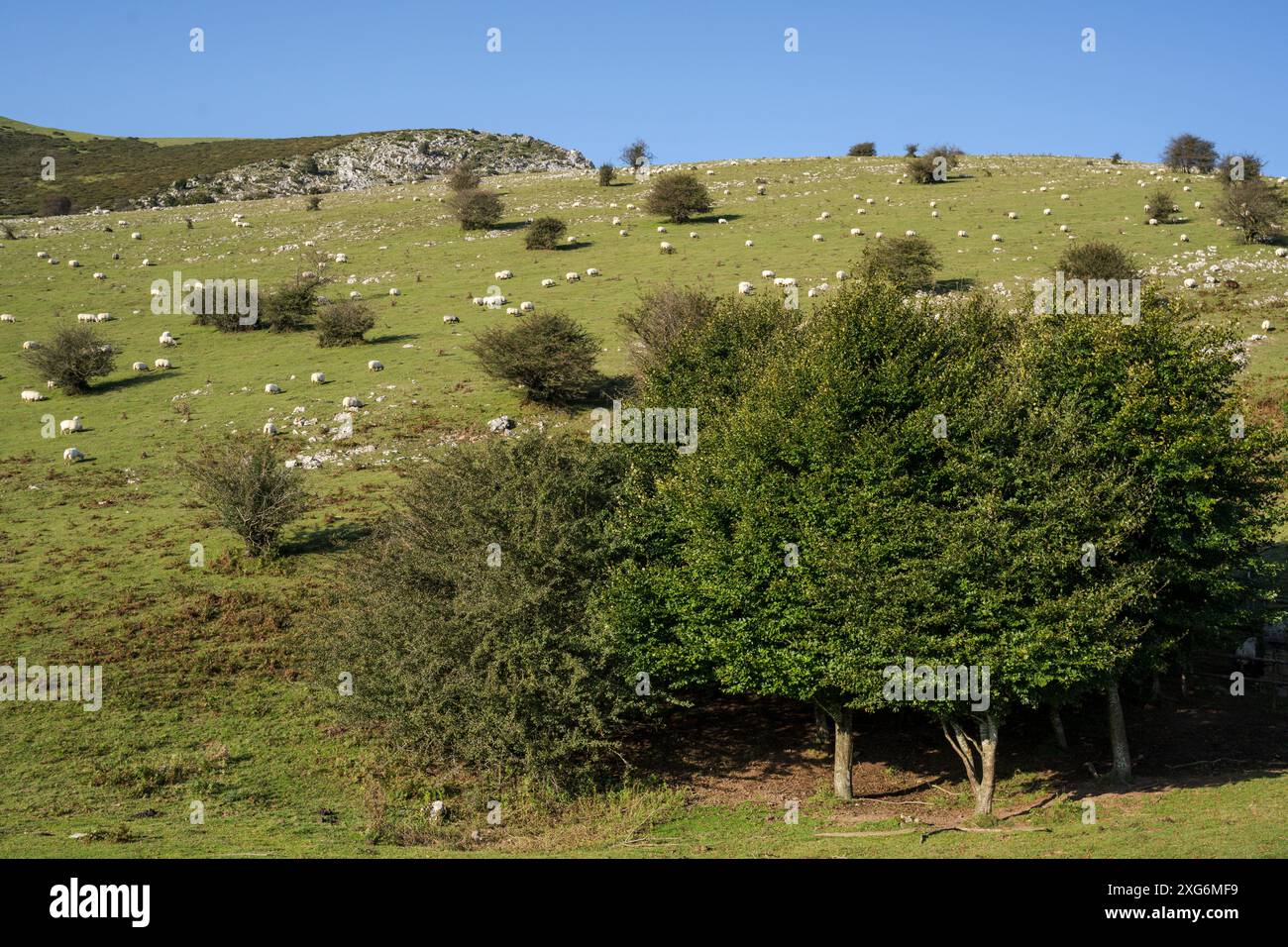 Sentiero GR 20 - percorso circolare per Aralar, parco naturale Aralar, Guipuzcoa-Navarra, Spagna. Foto Stock