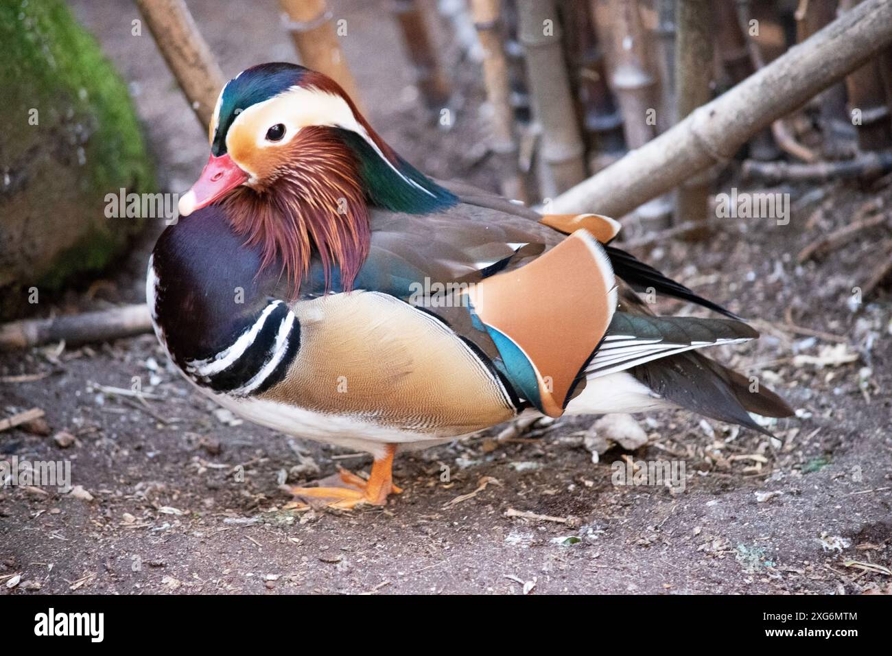 L'anatra mandarina ha piume bianche e marrone chiaro con gambe arancioni, piedi e becco. Foto Stock
