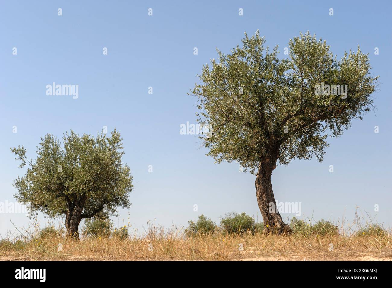 Due alberi di ulivo Foto Stock