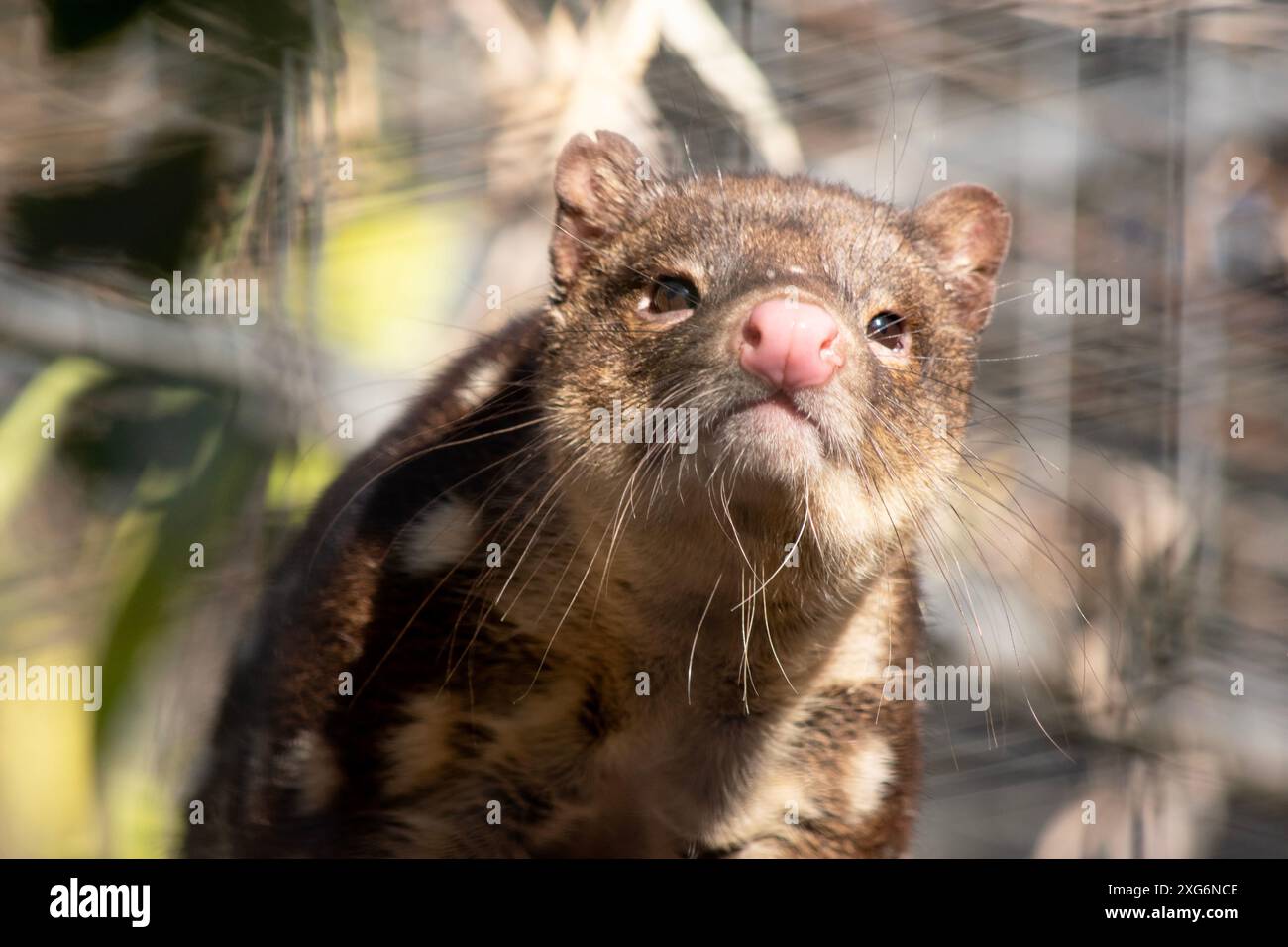 I Quoll dalla coda maculata sono marsupiali che hanno una pelliccia dal rosso intenso al marrone scuro e ricoperti da macchie bianche sul retro che continuano lungo la coda. Foto Stock