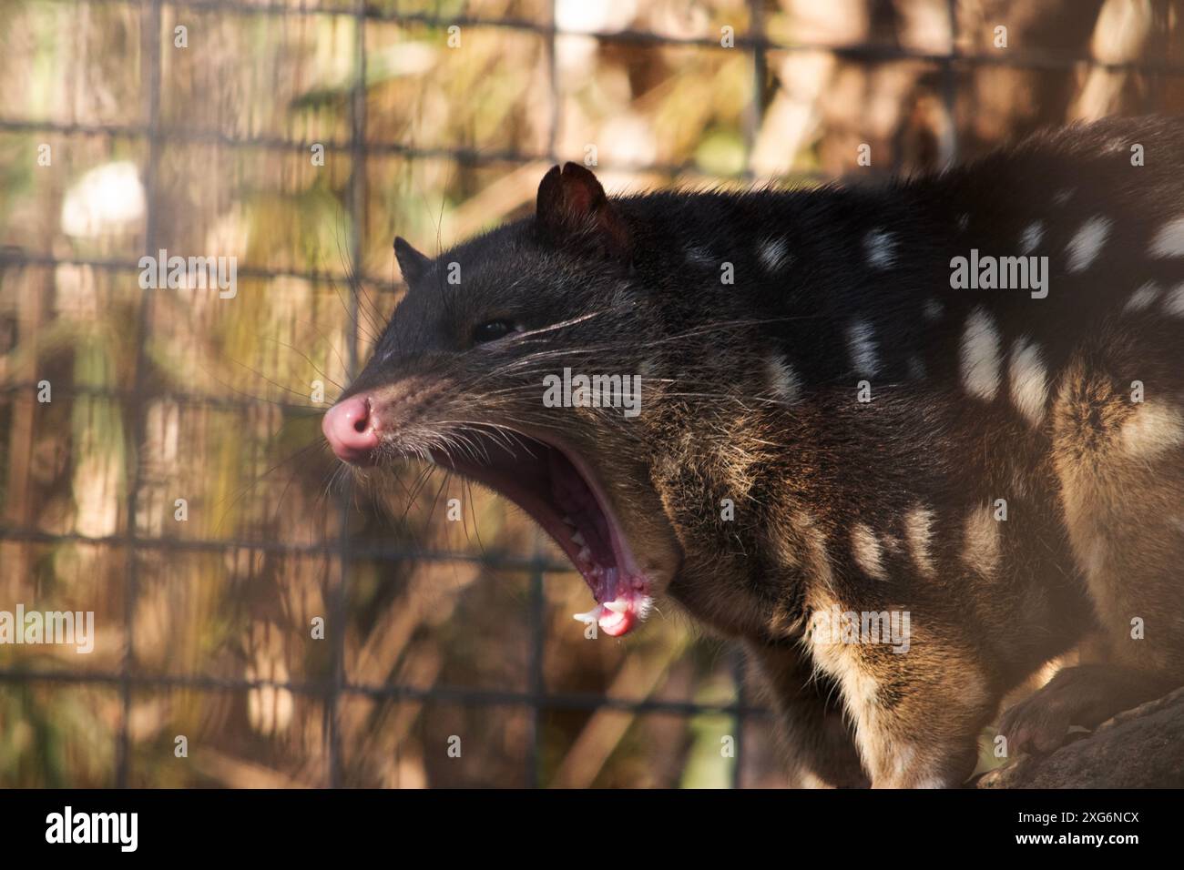 I Quoll dalla coda maculata sono marsupiali che hanno una pelliccia dal rosso intenso al marrone scuro e ricoperti da macchie bianche sul retro che continuano lungo la coda. Foto Stock