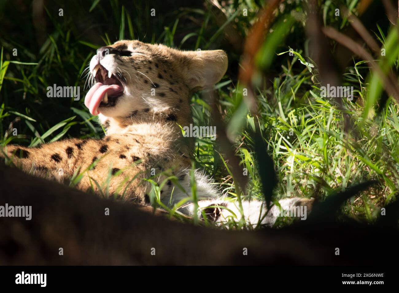 Il serval è un gatto selvatico con macchie nere su un corpo d'oro. Foto Stock