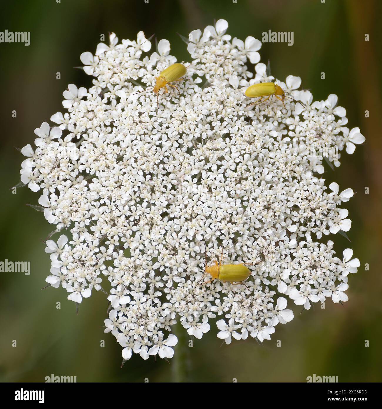 Tre coleotteri di zolfo gialli su una penna bianca di fiori di carota selvatica. Foto Stock
