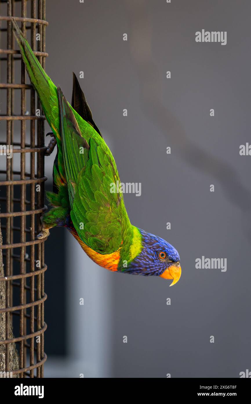 Un giocoso Rainbow Lorikeet appeso a testa in giù su una recinzione di ferro, godendosi i suoi dintorni. Foto Stock