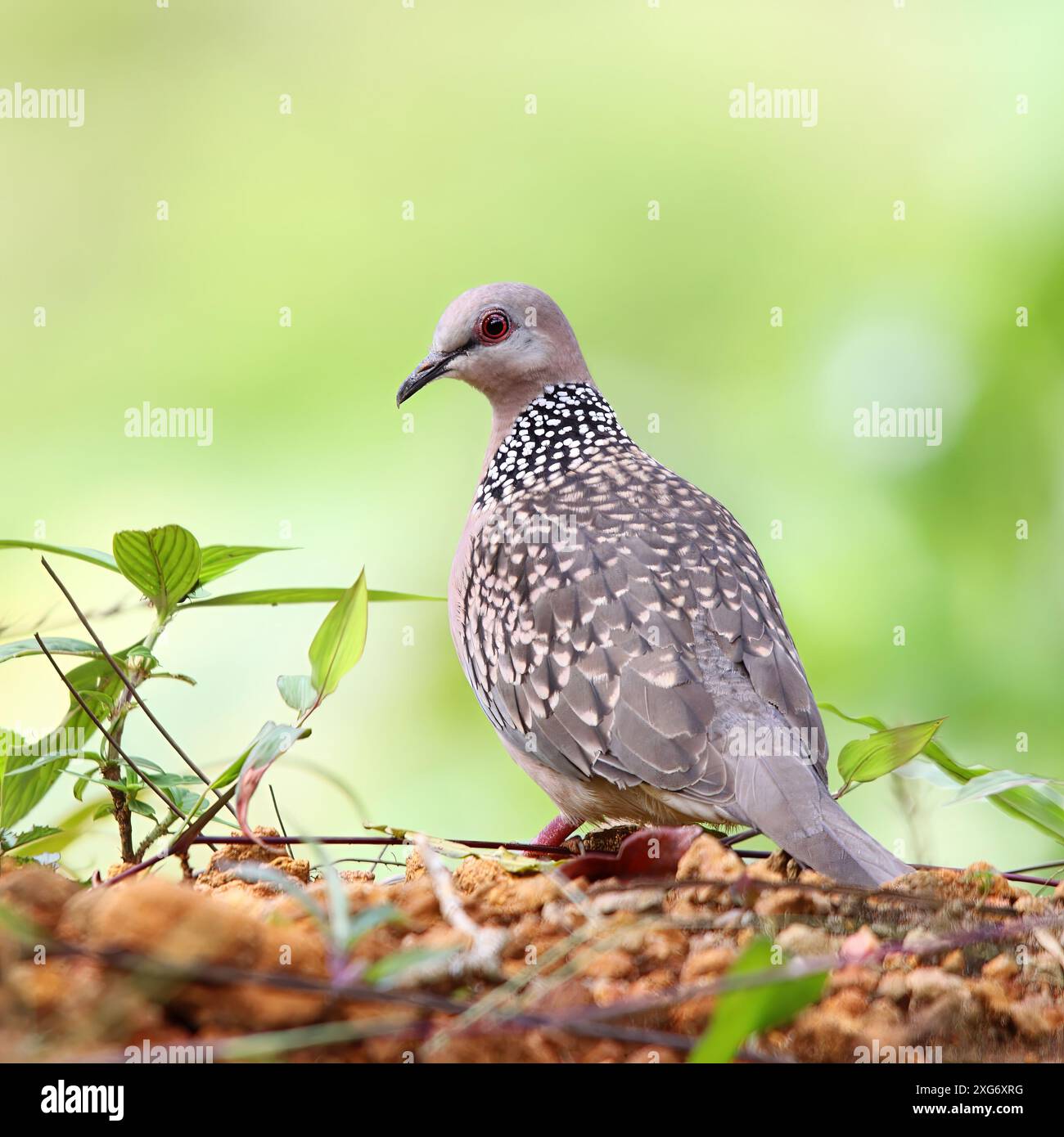 Eastern Spotted dove, Spilopelia Chinensis, Sinharaja Forest Reserve, Sri Lanka Foto Stock