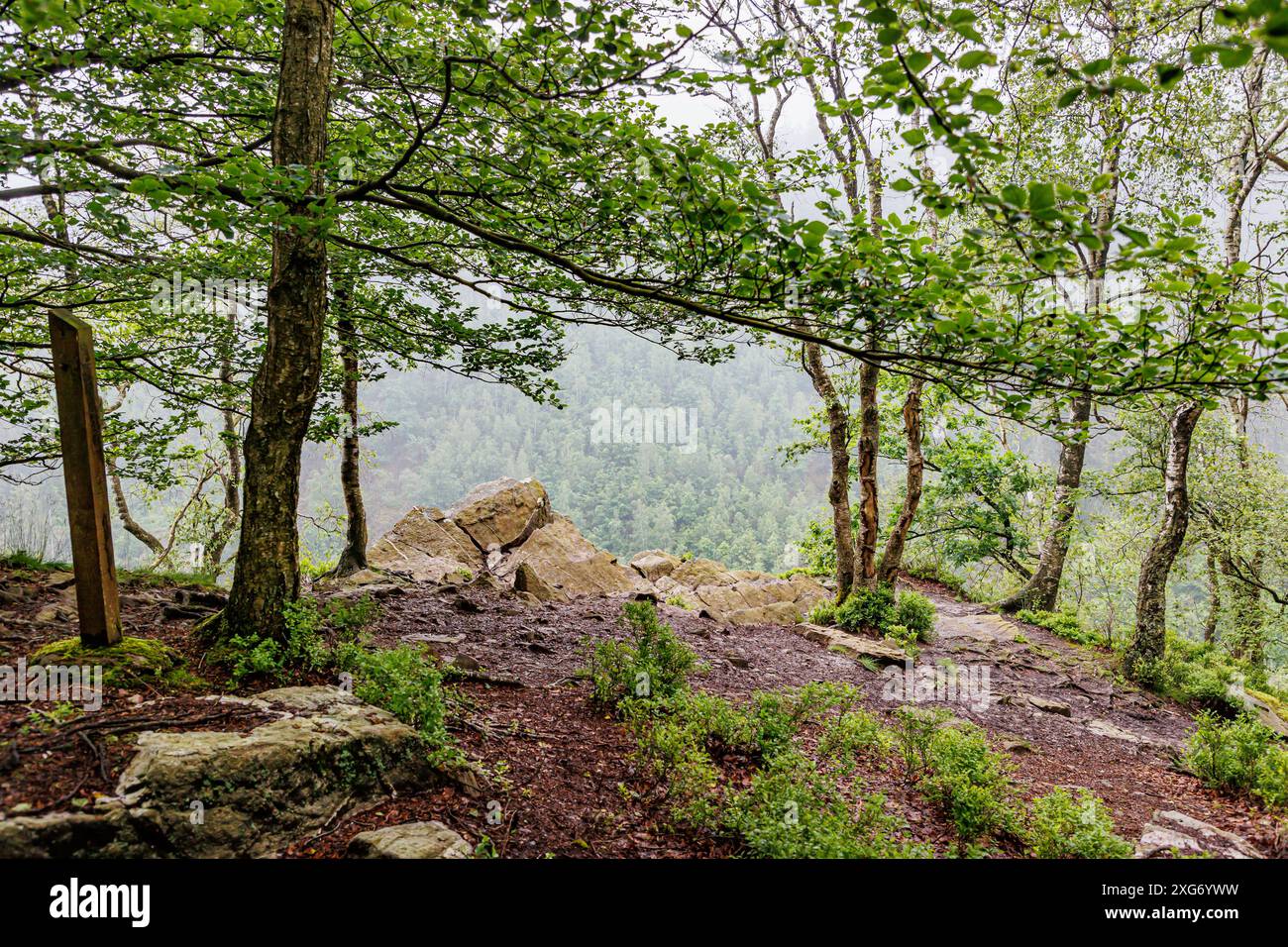 Bordo montuoso con enormi pietre presso il punto panoramico naturale noto come Napoleon Nose, la Valle della Warche ricoperta di verdi pini in una schiena nebbiosa e sfocata Foto Stock