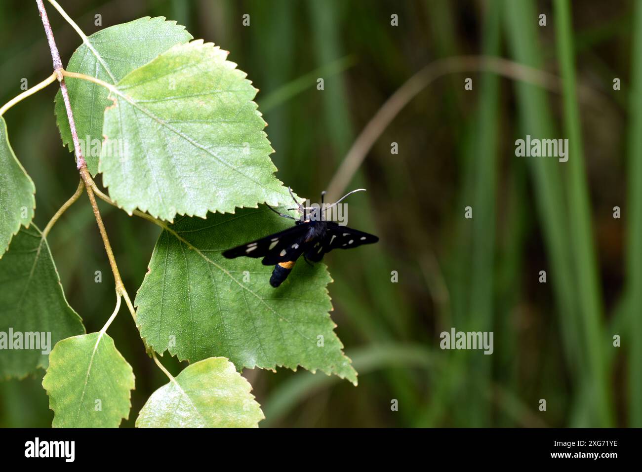 La farfalla è nera con macchie bianche sulle ali. Foto Stock