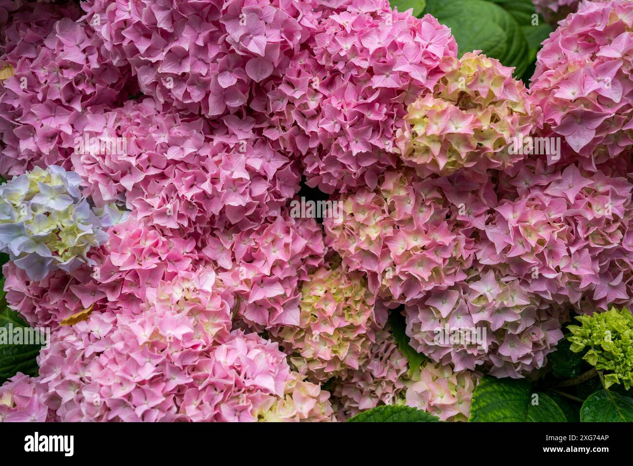 Ortensie in un parco pubblico Foto Stock