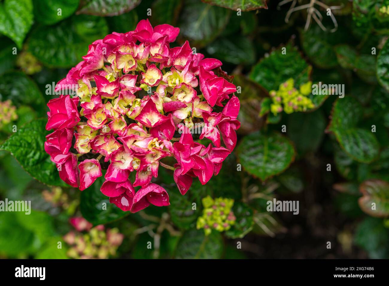 Ortensie in un parco pubblico Foto Stock