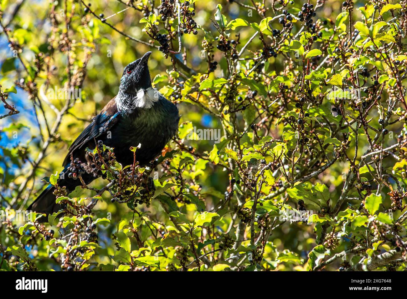 Il tūī (Prosthemadera novaeseelandiae) è un chiassoso uccello di medie dimensioni originario della nuova Zelanda. Ha una colorazione blu, verde e bronzo Foto Stock