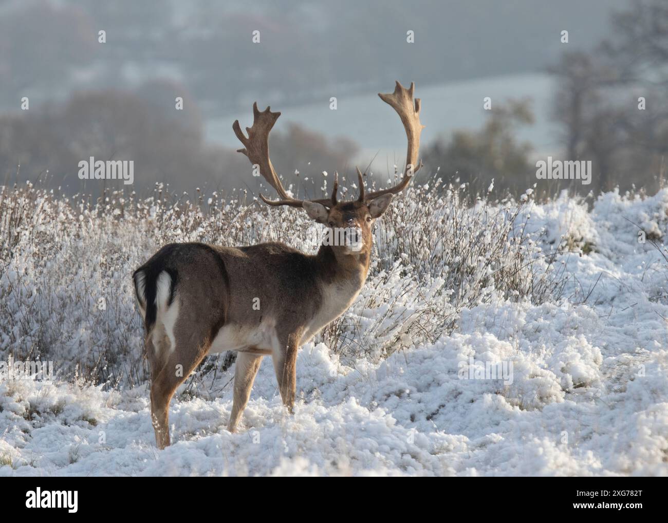 Il grande cesto di cervo con grosse corna ricurve si erge in un paesaggio innevato in inverno britannico fissando la macchina fotografica Foto Stock