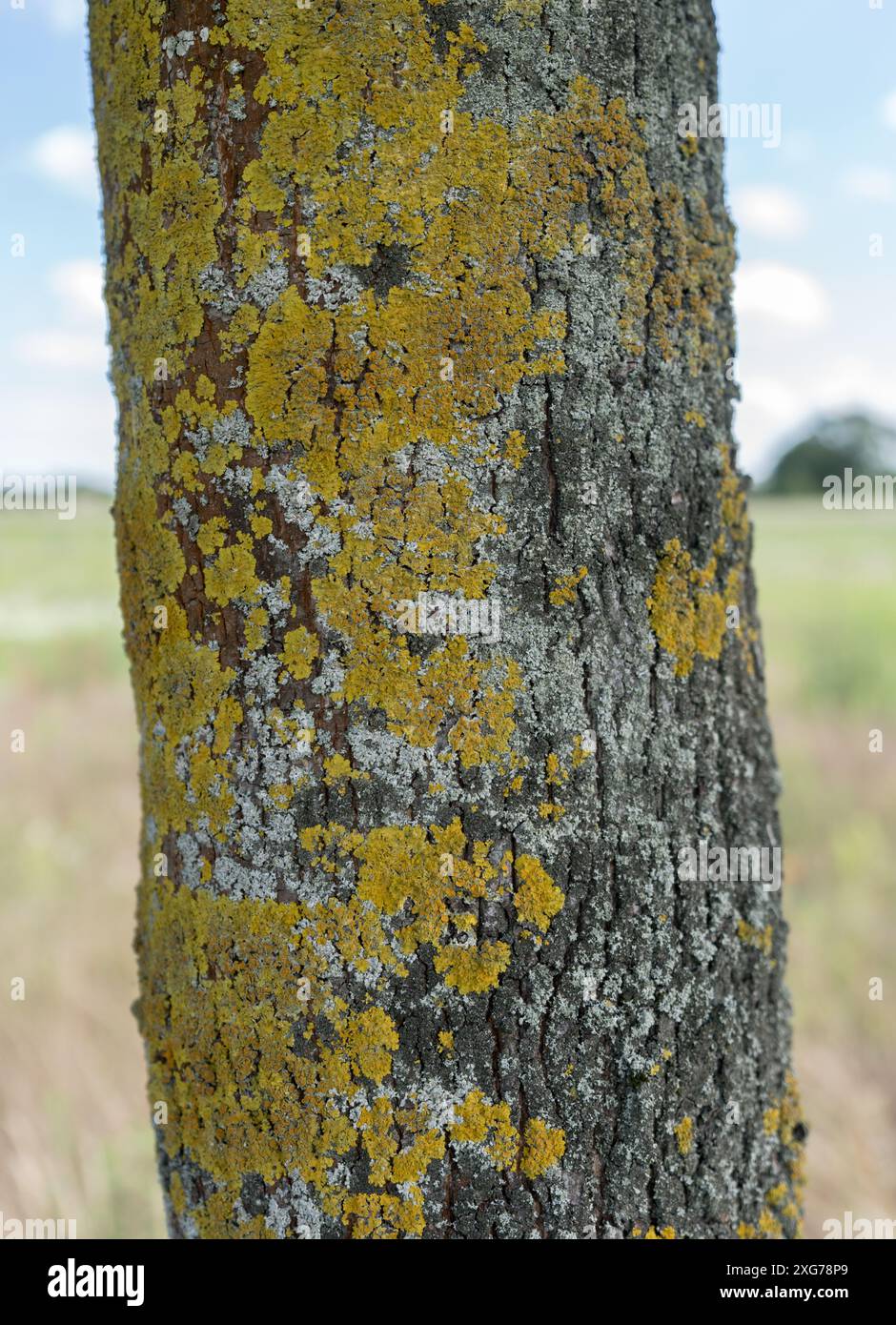 Primo piano di licheni su un tronco di albero Foto Stock