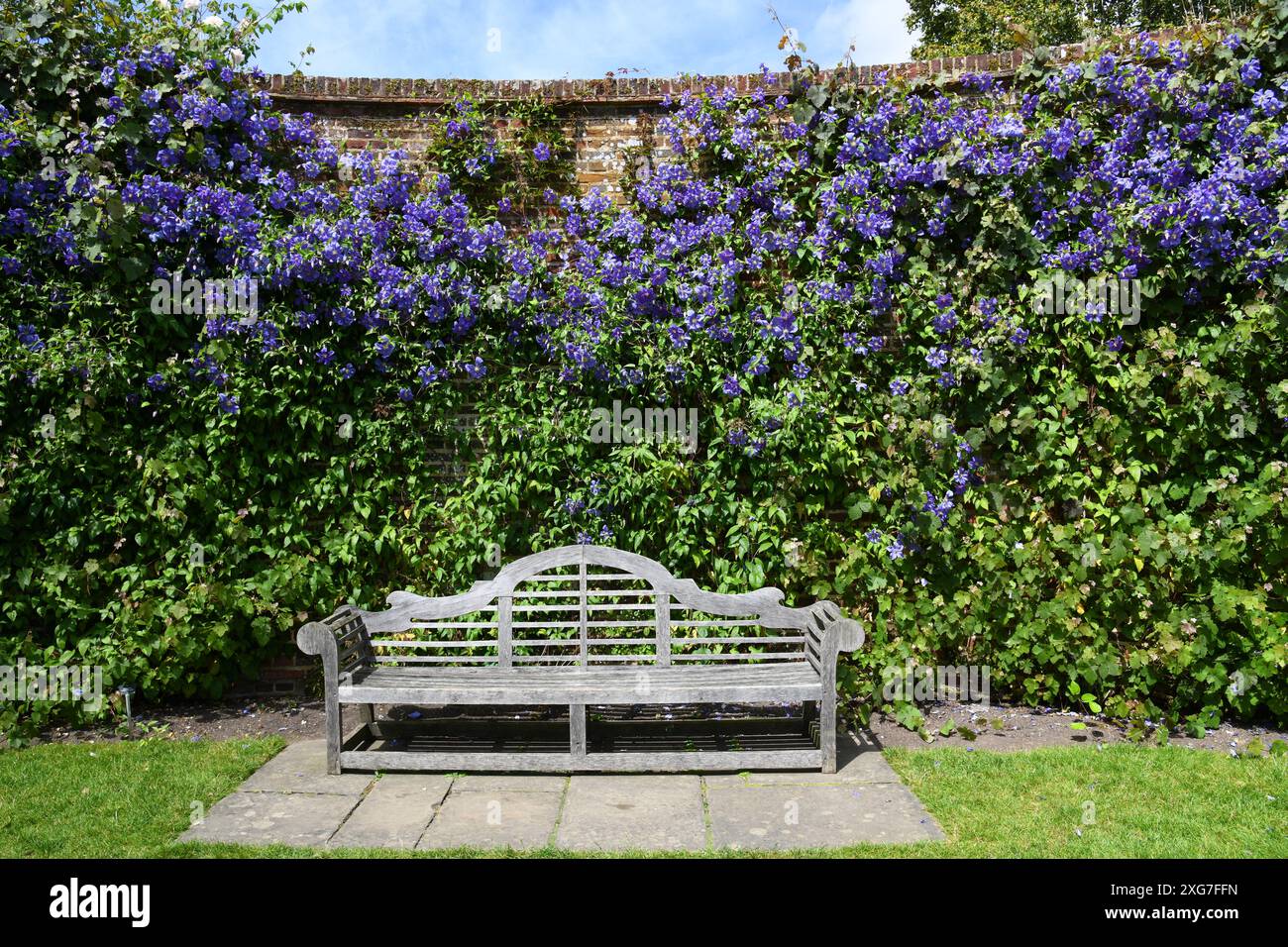 Clematis 'Perle D'Azure Foto Stock