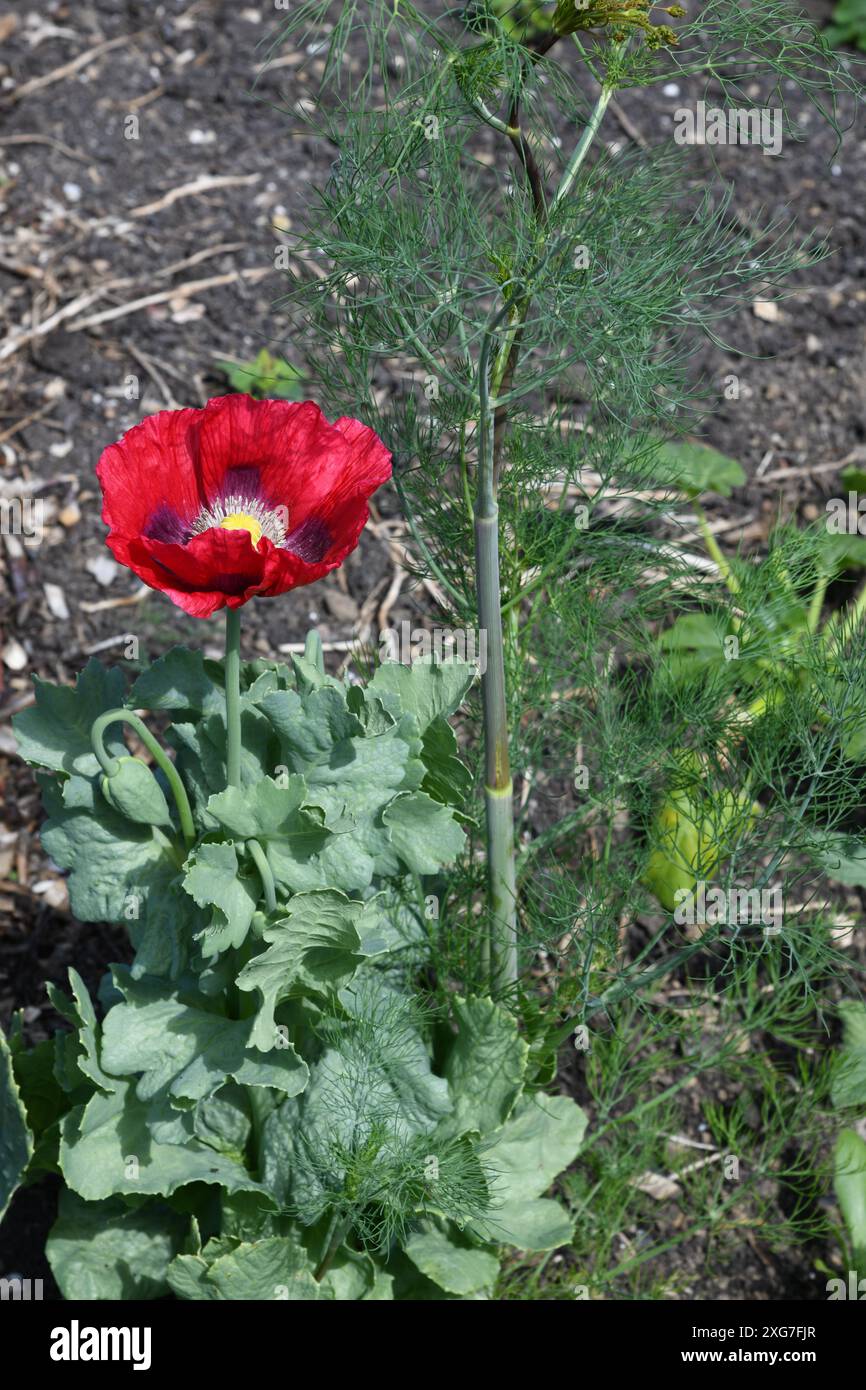 Papavero rosso solitario Foto Stock