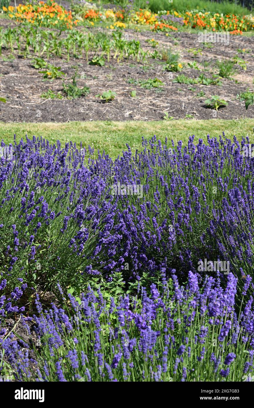 Toppa lavanda Foto Stock
