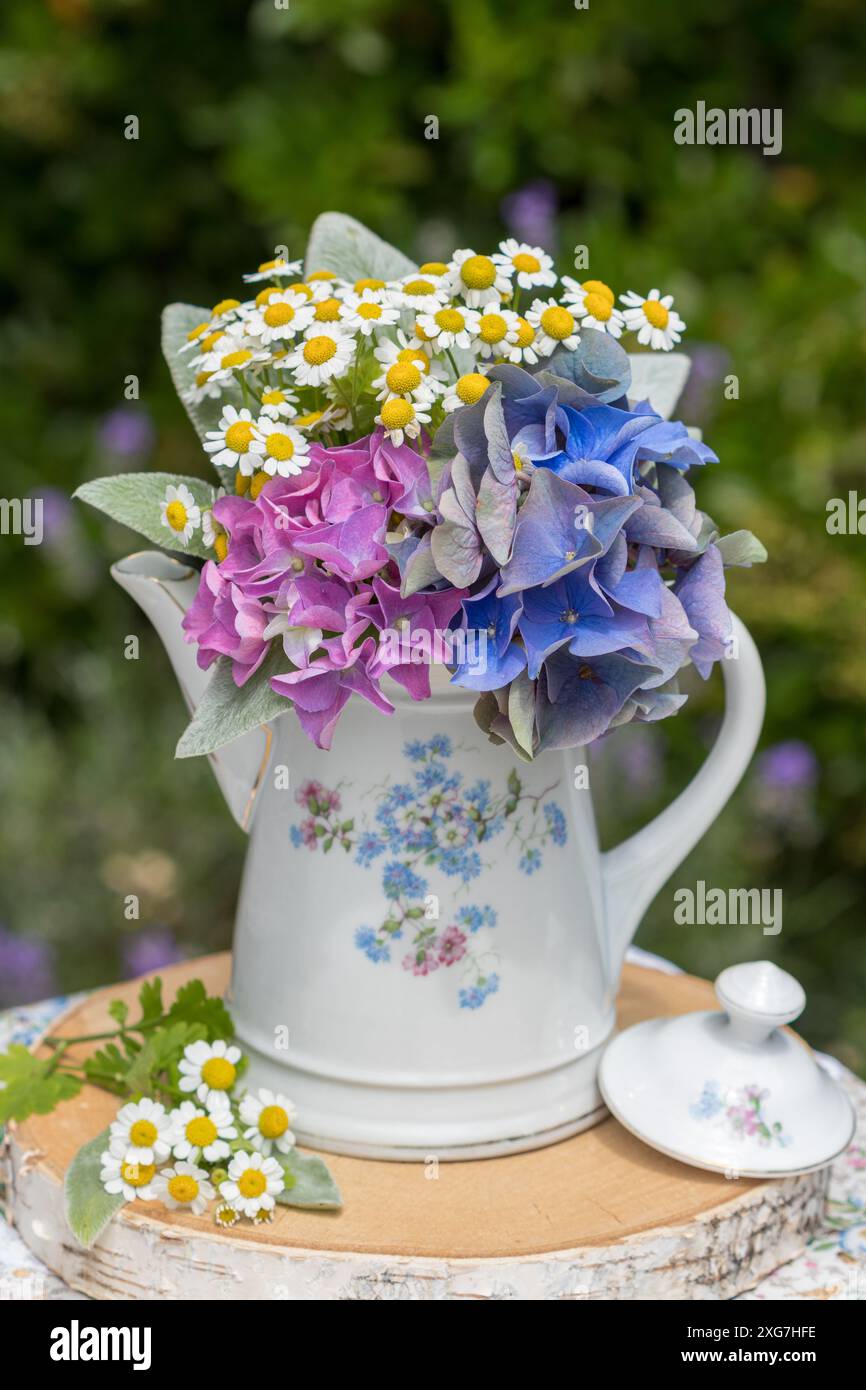 bouquet con ortensie in fiore, feverfew e foglie di agnello in una barattola di caffè d'annata nel giardino estivo Foto Stock
