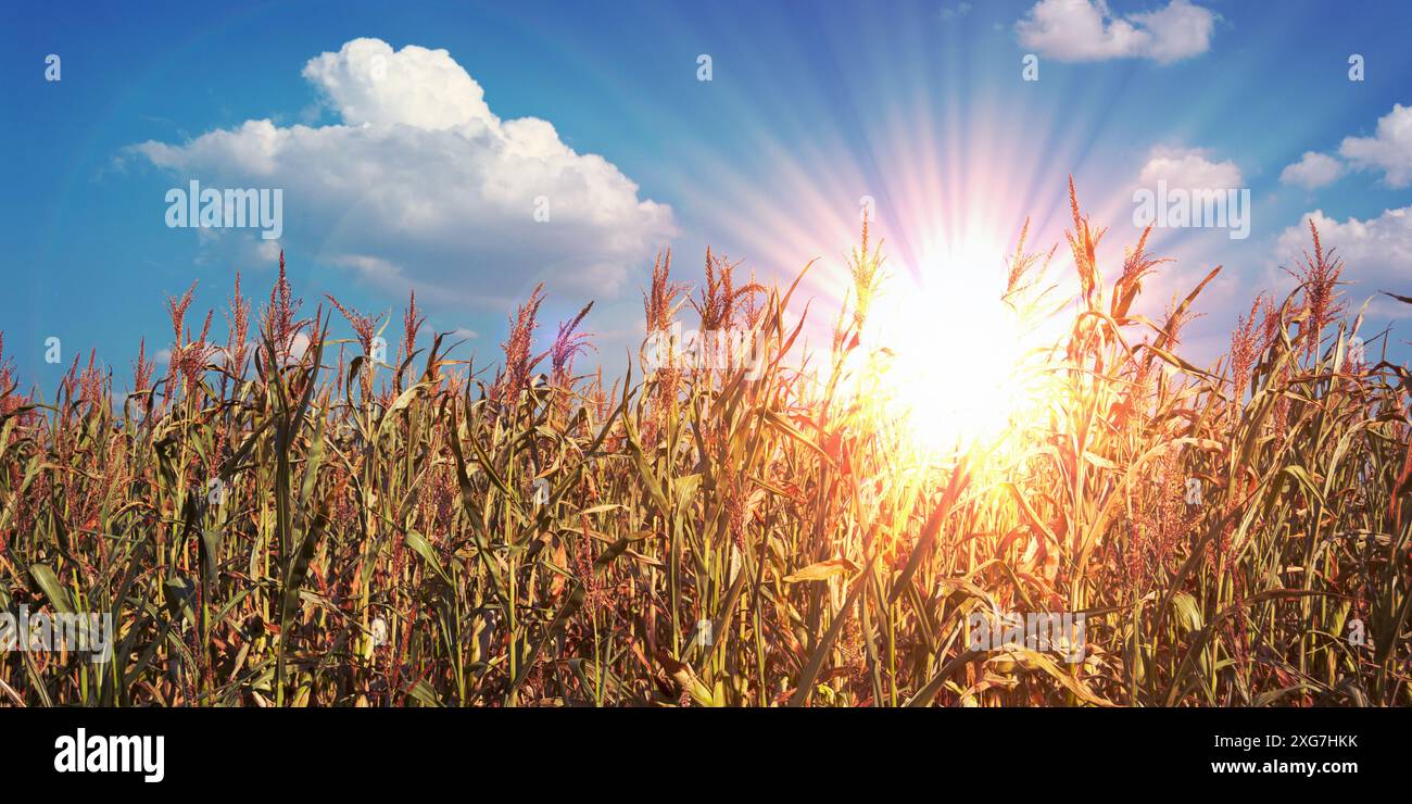 Maisfeld mit Sonne im Hintergrund. Foto Stock