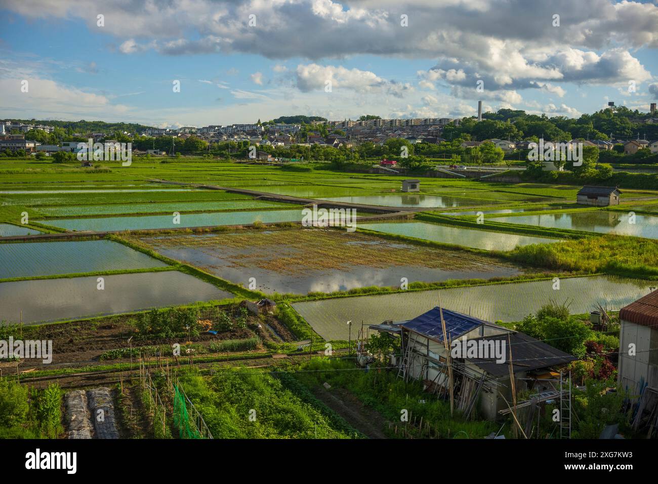 Risaia situata vicino a Kyoto, Giappone. La produzione di riso è importante per l'approvvigionamento alimentare, con il riso che è una parte fondamentale della dieta giapponese. Il Giappone è t Foto Stock