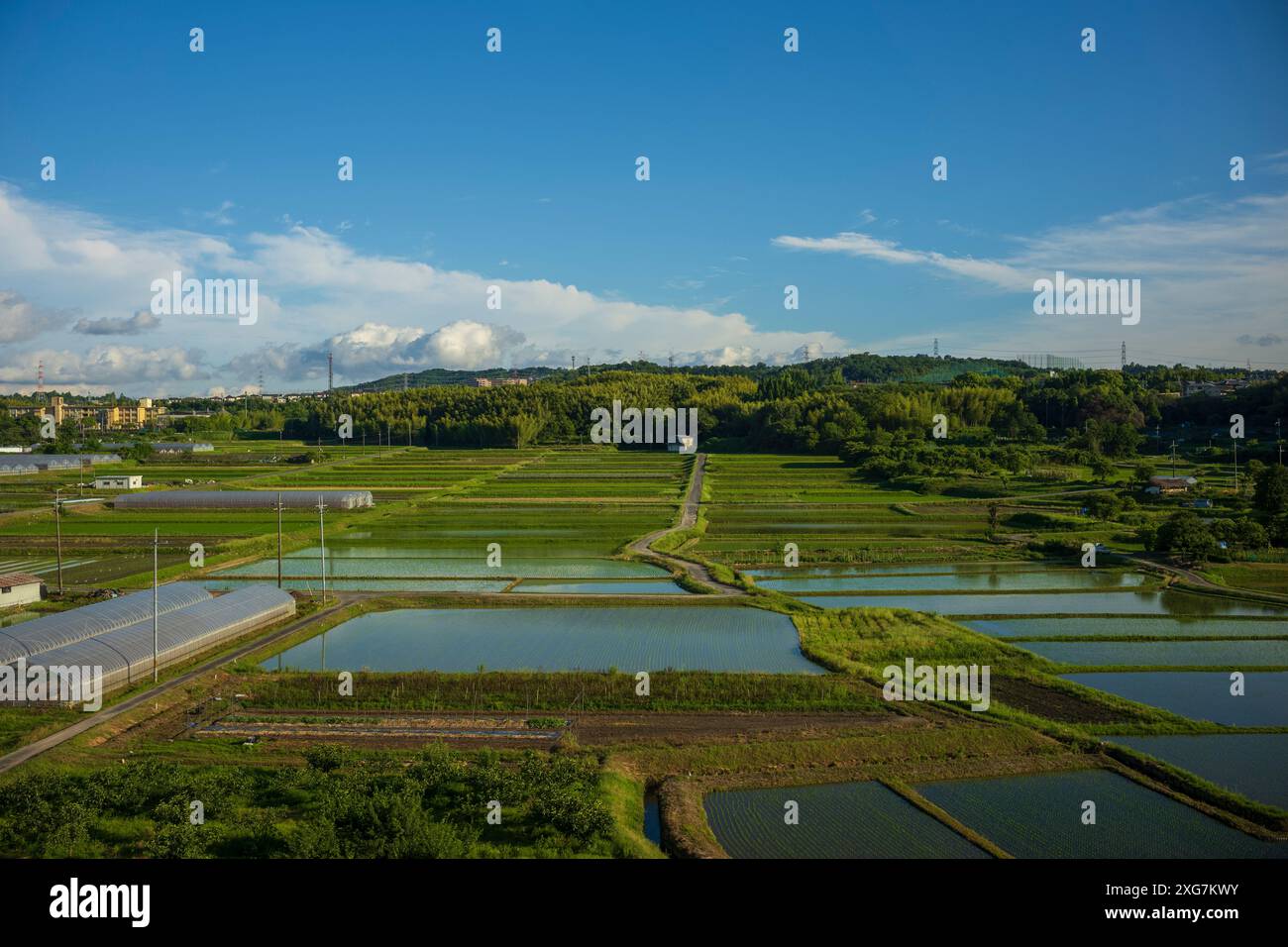 Risaia situata vicino a Kyoto, Giappone. La produzione di riso è importante per l'approvvigionamento alimentare, con il riso che è una parte fondamentale della dieta giapponese. Il Giappone è t Foto Stock