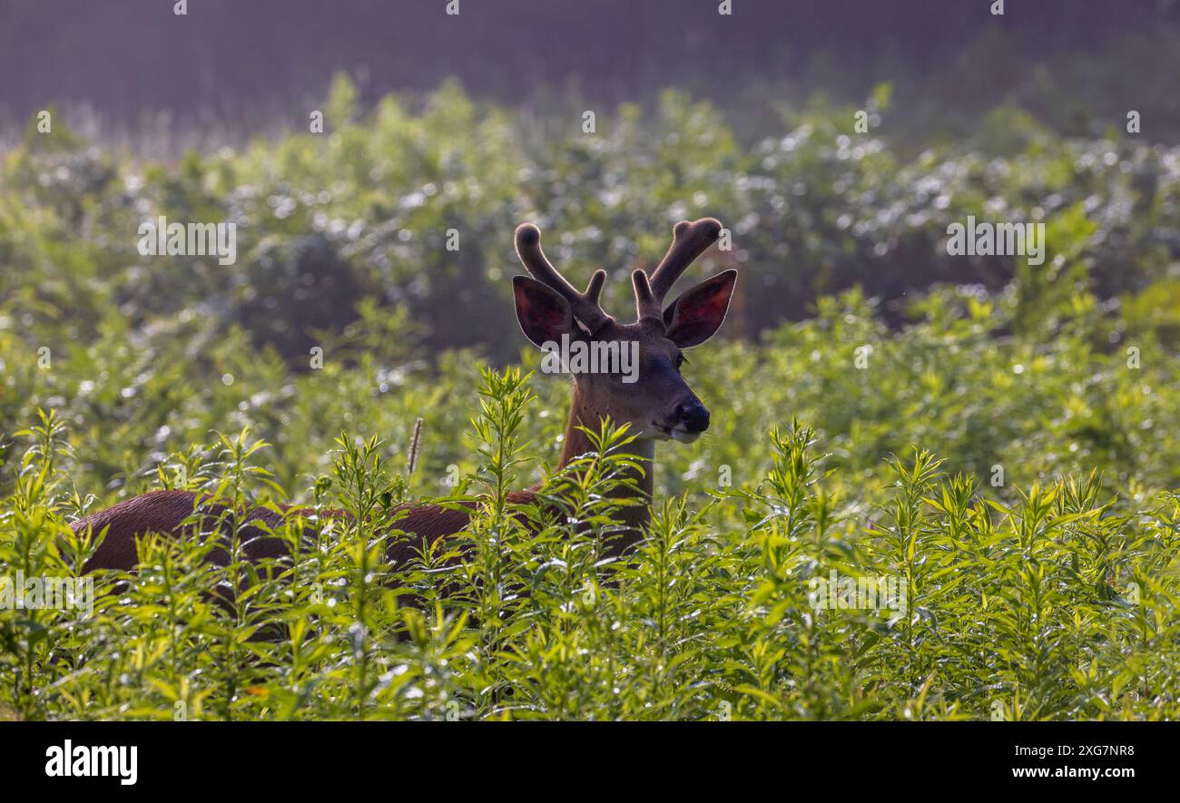 Giovane buck in una mattina di luglio nel Wisconsin settentrionale. Foto Stock