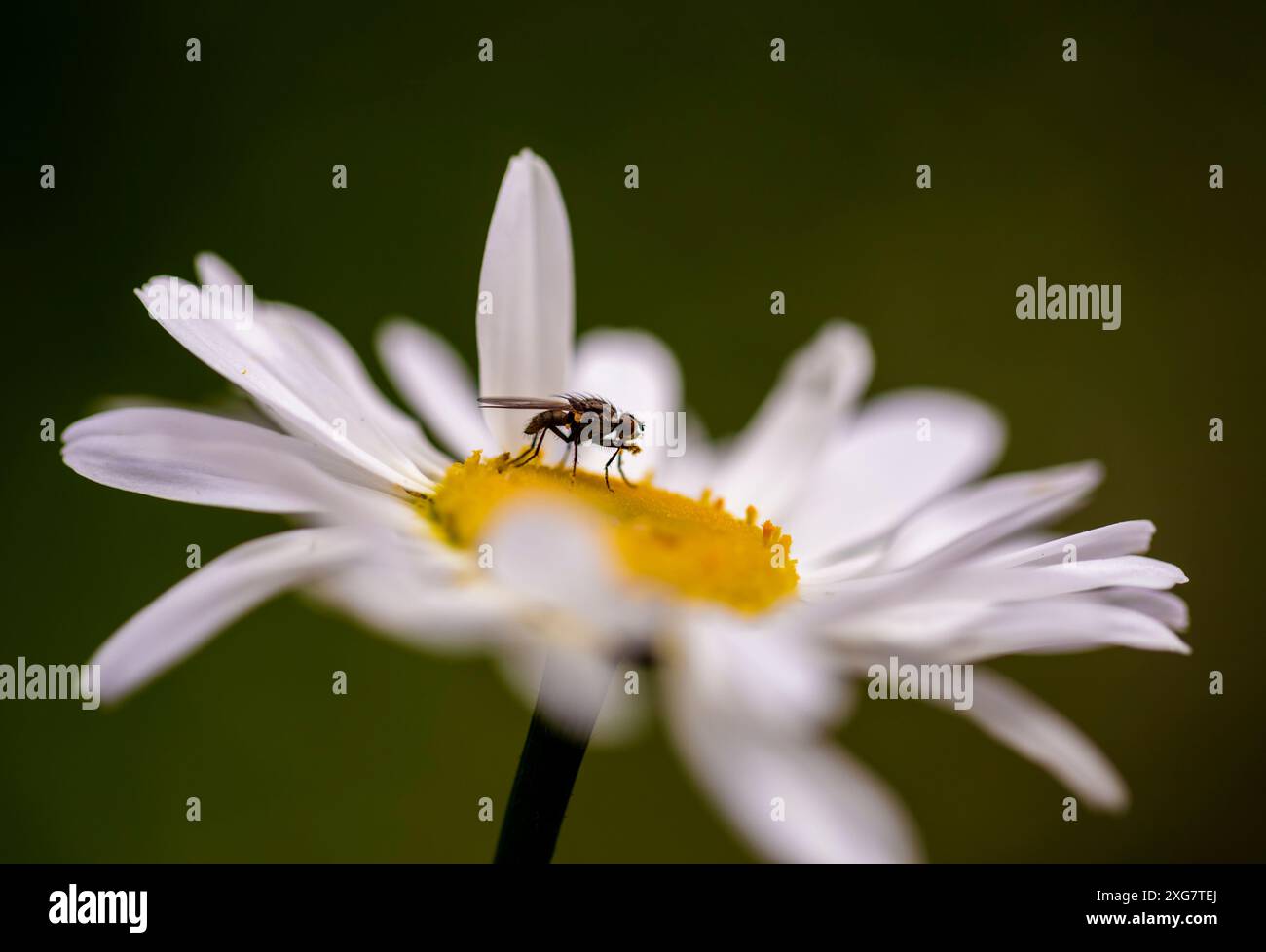 Vola su una margherita Oxeye "Leucanthemum vulgare" Foto Stock