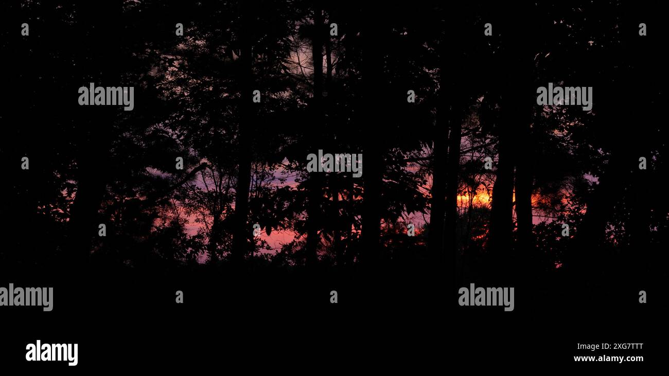 Tramonto colorato che sta dando forma a una folta linea di alberi. Foto Stock