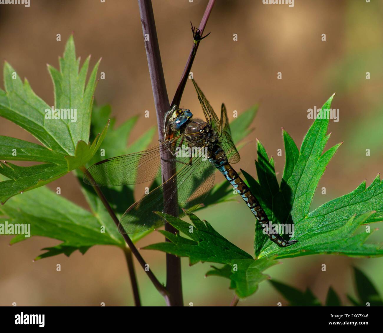 Dragonfly su un impianto Foto Stock