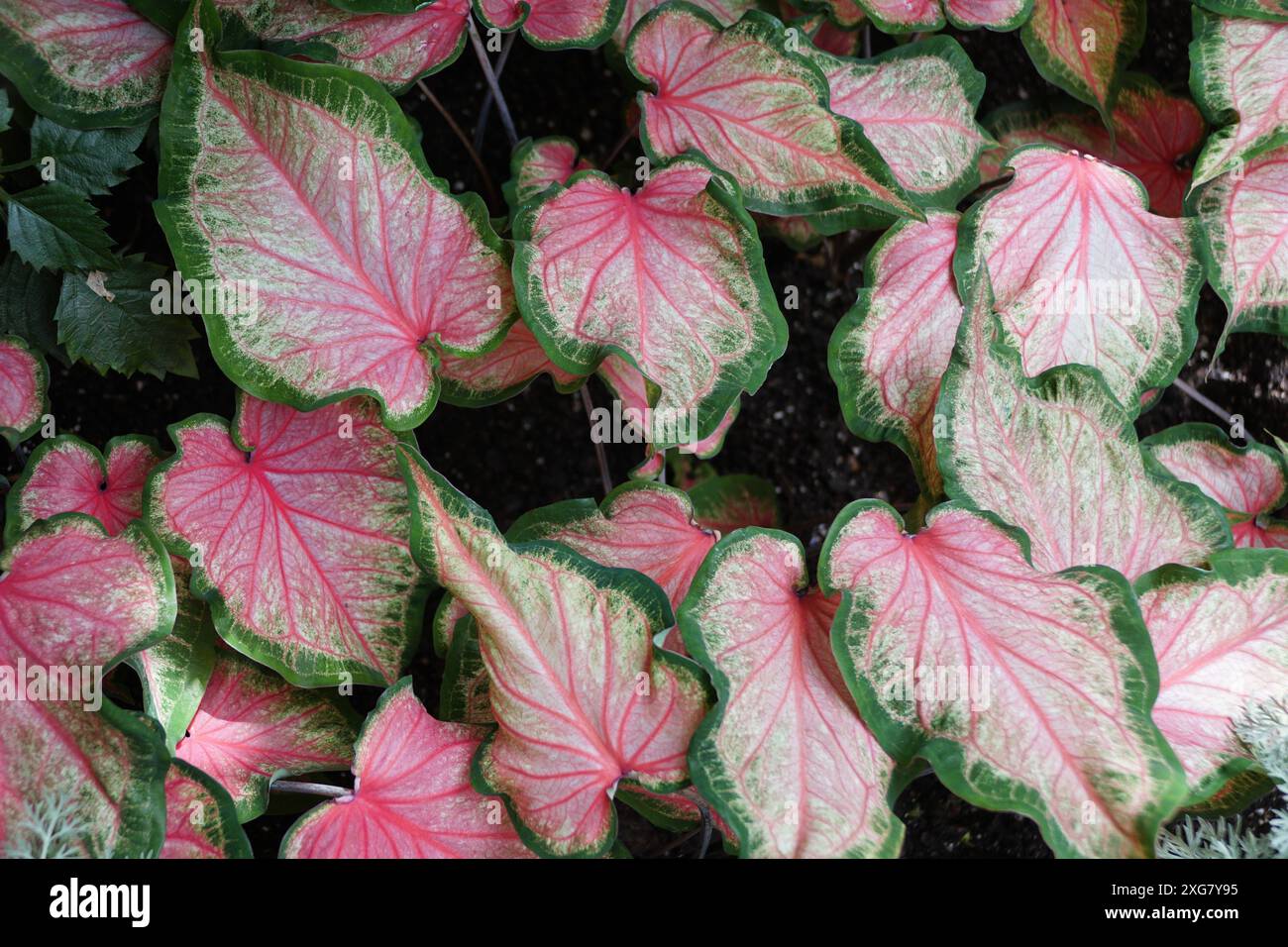 Bellissime foglie rosa e verdi di Candy cane Caladium Foto Stock